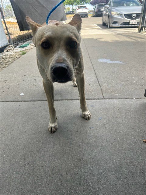 LEO - Staffordshire Bull Terrier / Smooth Fox Terrier available for adoption