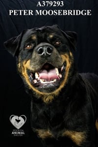 PETER MOOSEBRIDGE - Photo 1