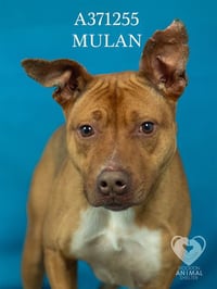 MULAN - Photo 1