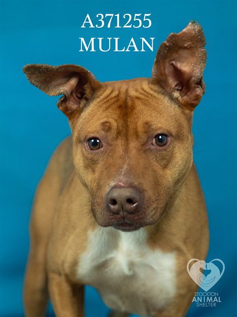 MULAN - Pit Bull Terrier available for adoption