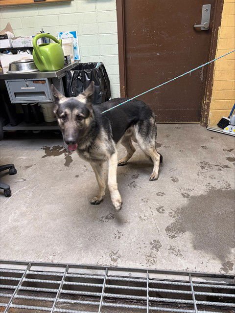 LEGOLAS - German Shepherd Dog available for adoption