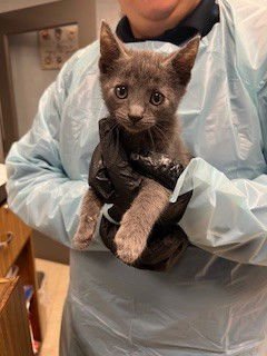 A368364 - Domestic Short Hair available for adoption