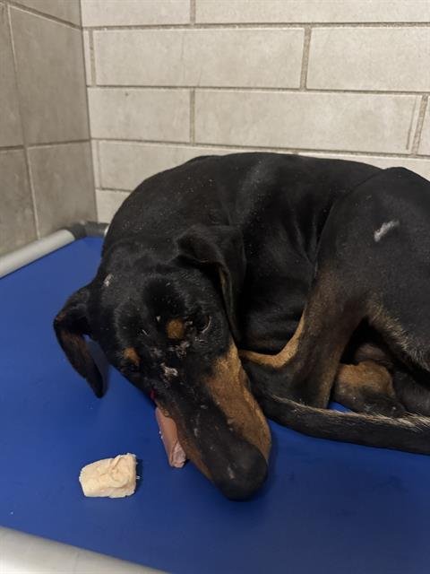 RIN TIN TIN - Doberman Pinscher available for adoption