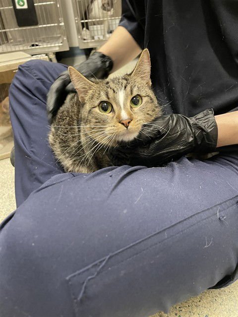 RUBY - Domestic Short Hair available for adoption