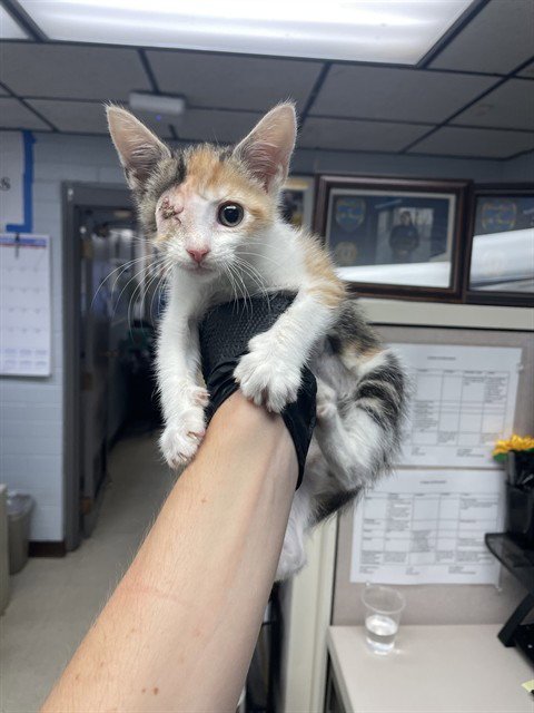 SNICKERS - Domestic Short Hair available for adoption