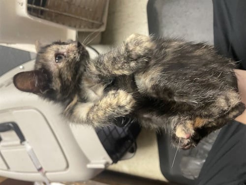 BEGONIA - Domestic Short Hair available for adoption