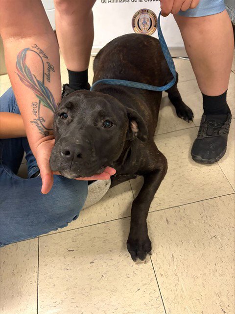 ROSE - Pit Bull Terrier available for adoption