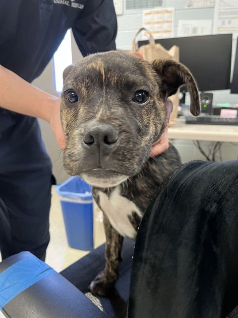 SPANKY - Pit Bull Terrier available for adoption