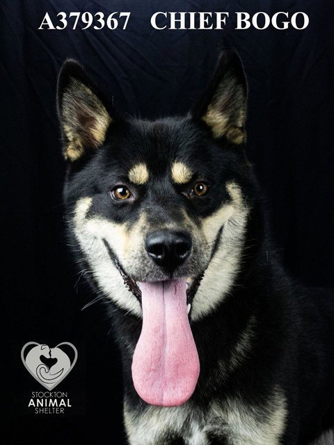 CHIEF BOGO - Siberian Husky available for adoption