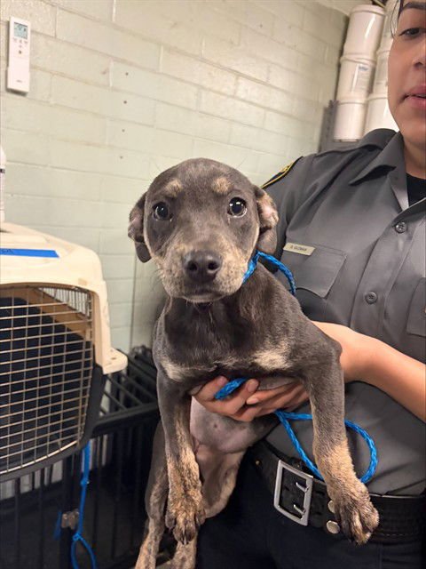 PERLA - Pit Bull Terrier available for adoption