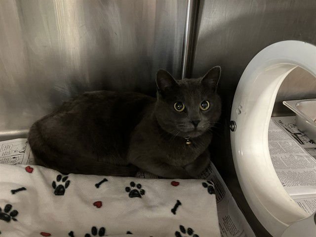 A371384 - Domestic Short Hair available for adoption