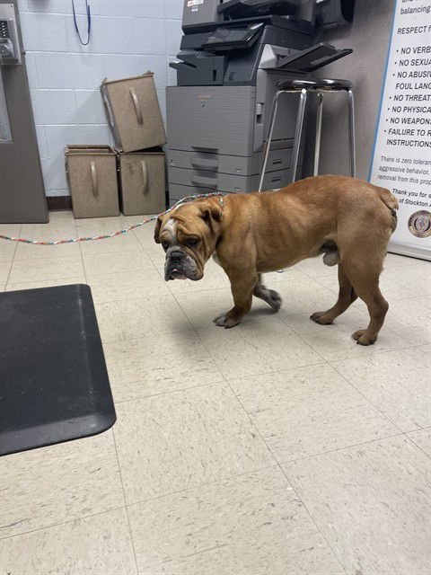 SHERLOCK - American Bulldog available for adoption