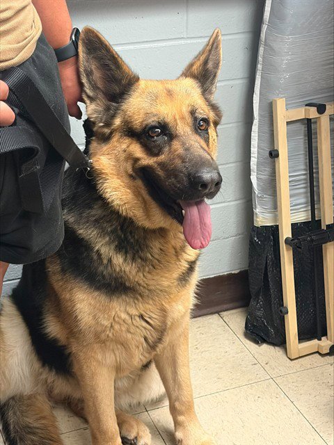 MEGARA - German Shepherd Dog available for adoption