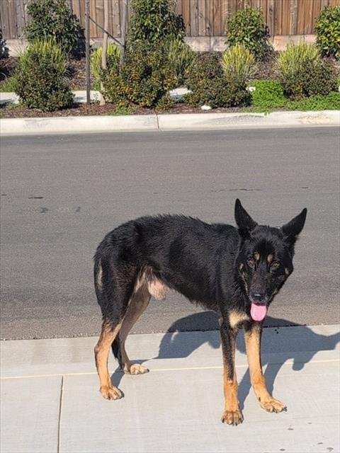 JEFF - German Shepherd Dog available for adoption