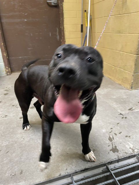 ZABU - Pit Bull Terrier available for adoption