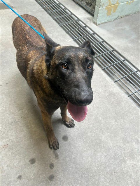 ONIX - German Shepherd Dog available for adoption