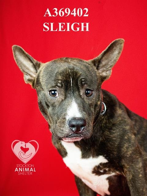 SLEIGH - Pit Bull Terrier available for adoption