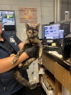 CALLIE - Domestic Short Hair available for adoption