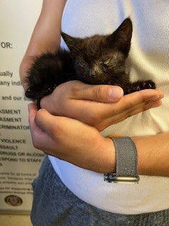 BUMBLEBEE - Domestic Medium Hair available for adoption