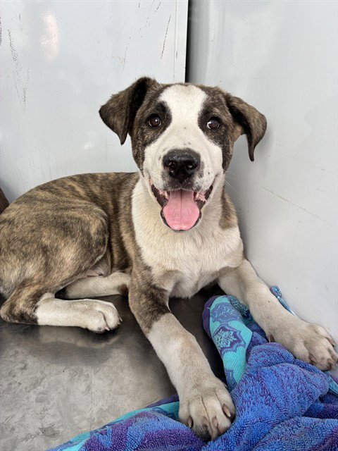 CHIP - Pit Bull Terrier available for adoption