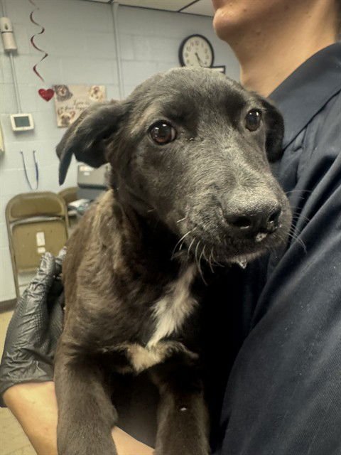 PADDINGTON - Labrador Retriever available for adoption