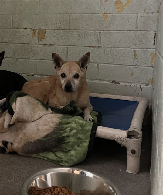 NORA - Terrier available for adoption