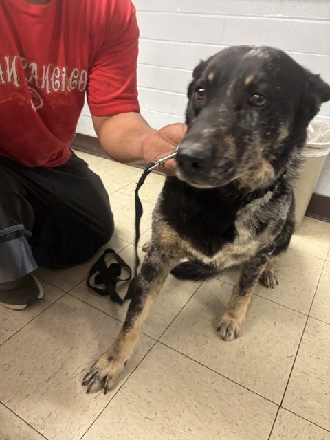 THUMPER - Australian Cattle Dog/Blue Heeler available for adoption