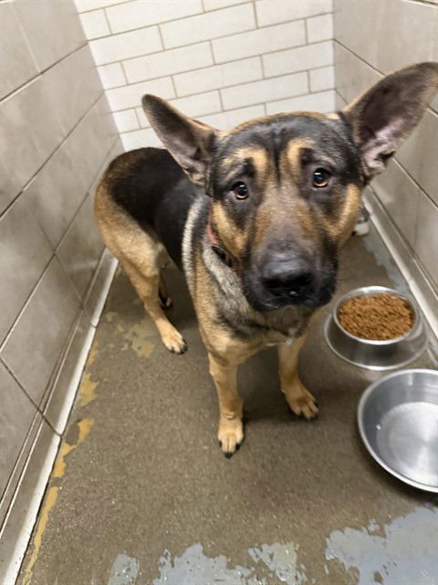 OBI WAN-KENOBI - German Shepherd Dog available for adoption