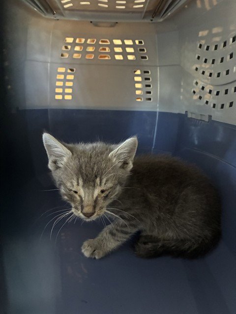 ZINNIA - Domestic Short Hair available for adoption