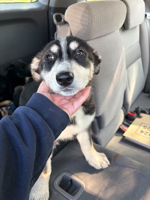 CHAMP - German Shepherd Dog available for adoption