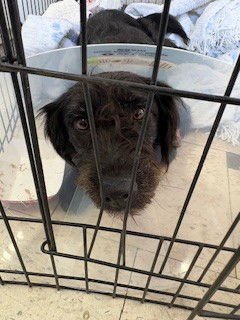 MATILDA - Poodle (Standard) / German Shorthaired Pointer available for adoption
