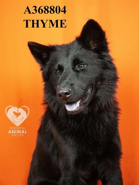THYME - Siberian Husky available for adoption