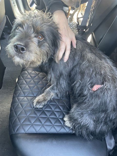 VANELLOPE - Schnauzer available for adoption