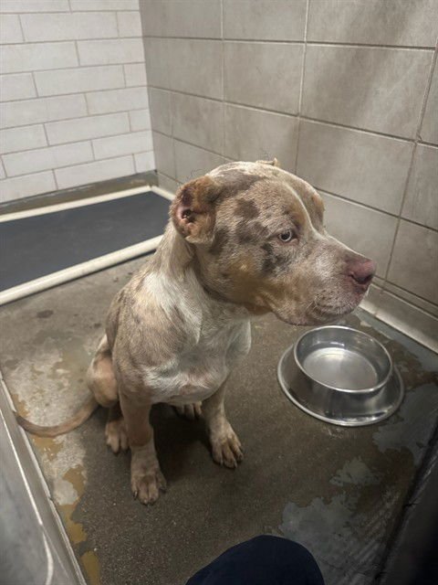 STARLING - American Bulldog available for adoption