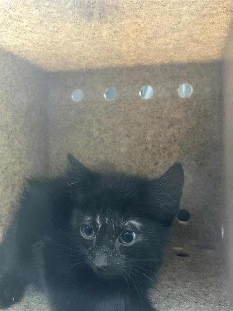 STING - Domestic Medium Hair available for adoption