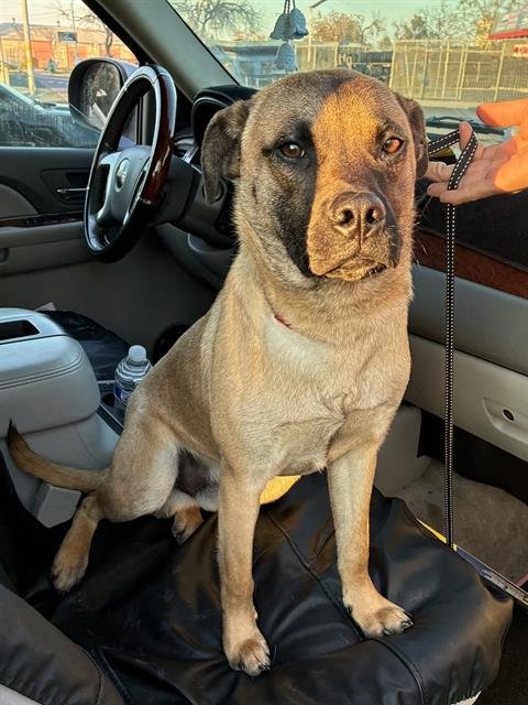 BUDDY - German Shepherd Dog available for adoption