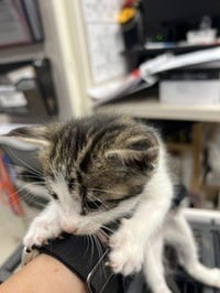 FELIX - Photo 1