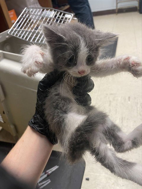 MARSHMELLOW - Domestic Long Hair available for adoption