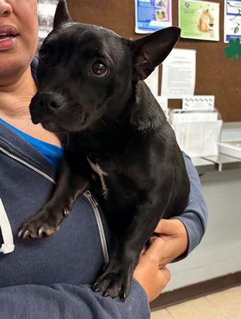 NELLY - French Bulldog available for adoption