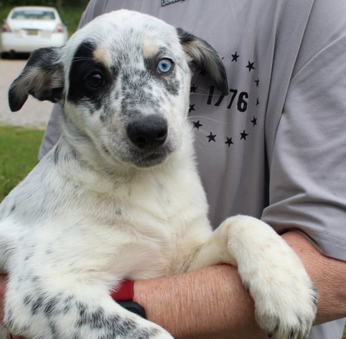 HAWK EYE 43399 - Australian Cattle Dog/Blue Heeler available for adoption