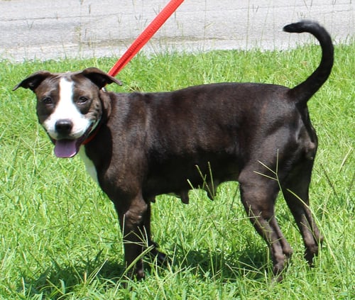 ADA 43530 - Pit Bull Terrier for adoption in Montgomery