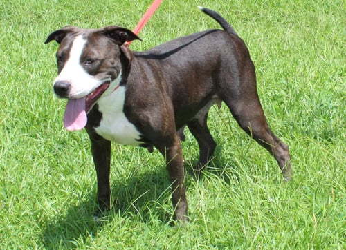 ADA 43530 - Pit Bull Terrier available for adoption