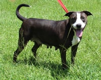 Ada 43530 - Photo 3