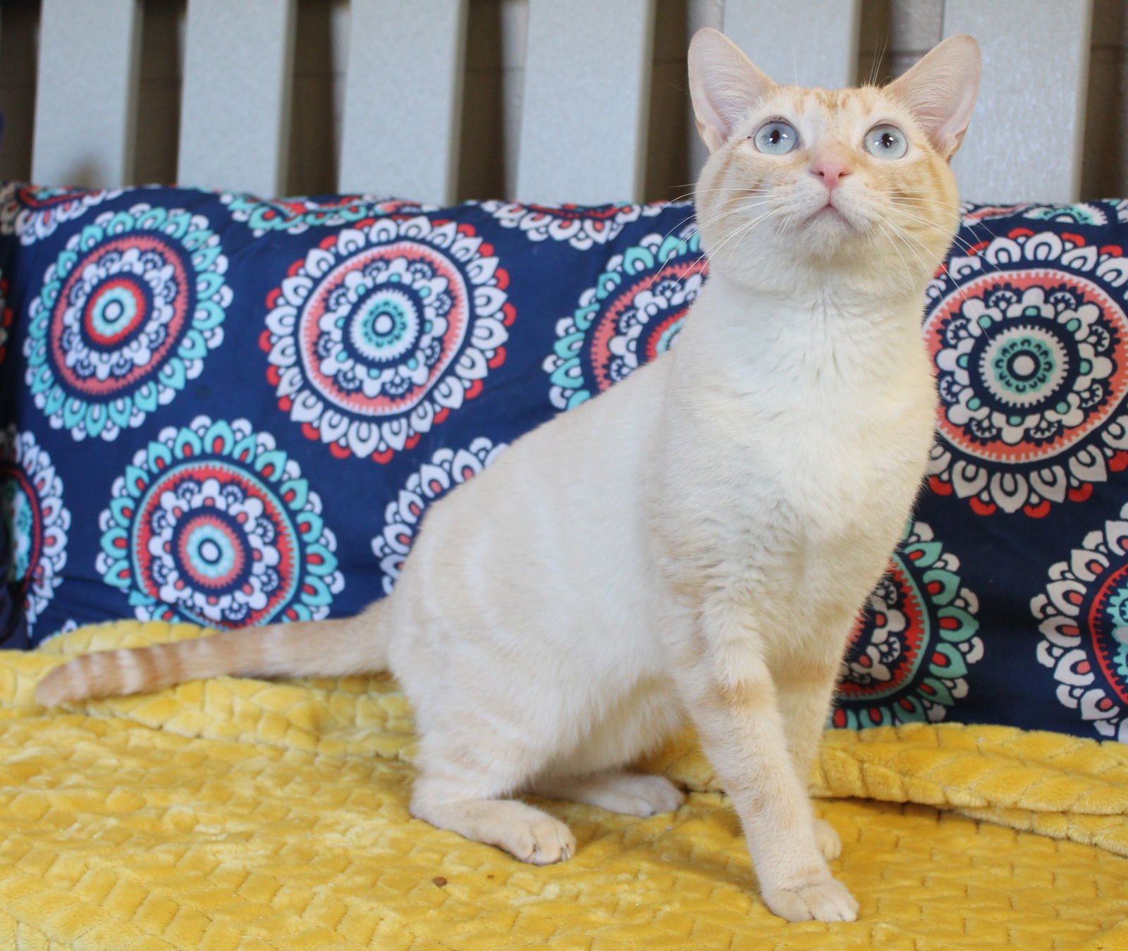 GOOSE - 42947 - Domestic Short Hair / Siamese available for adoption