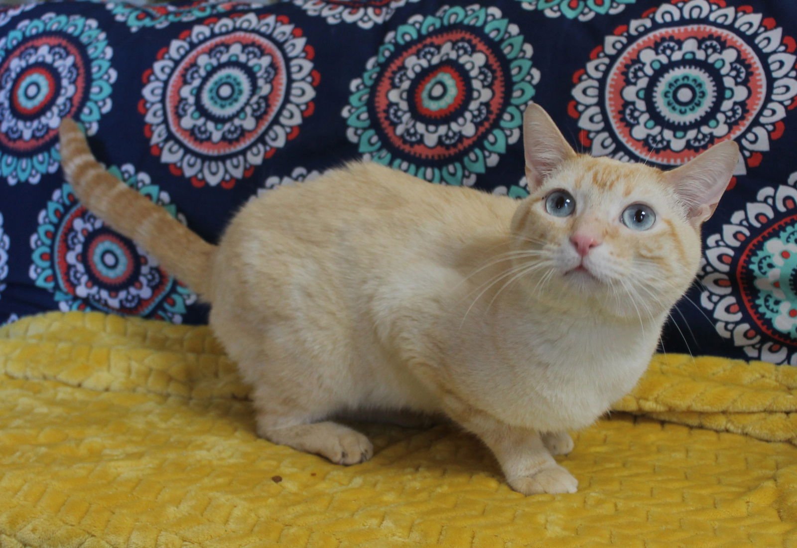 Goose - 42947 - Photo 3