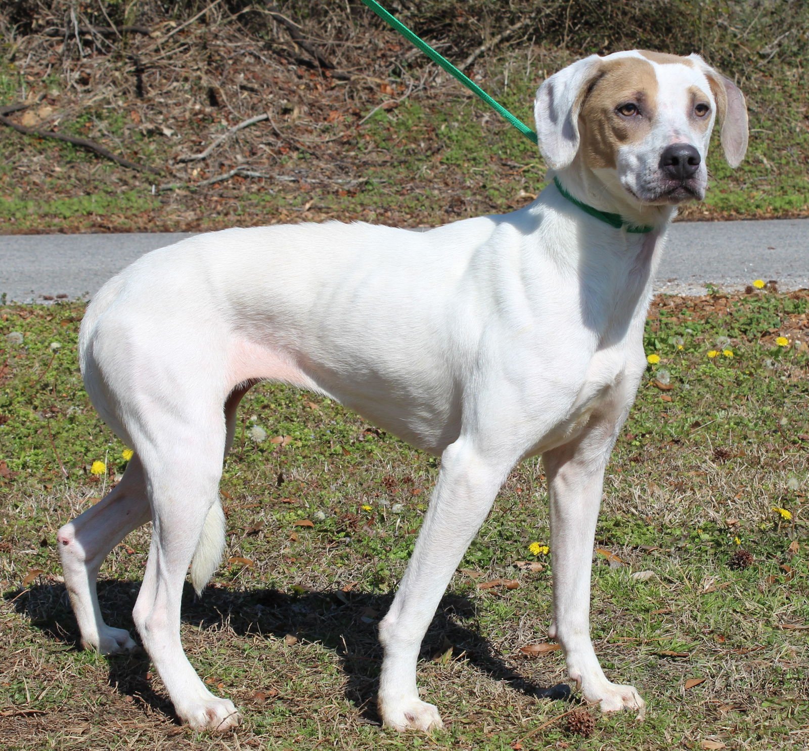 MILLIE 43026 - Labrador Retriever / Hound available for adoption