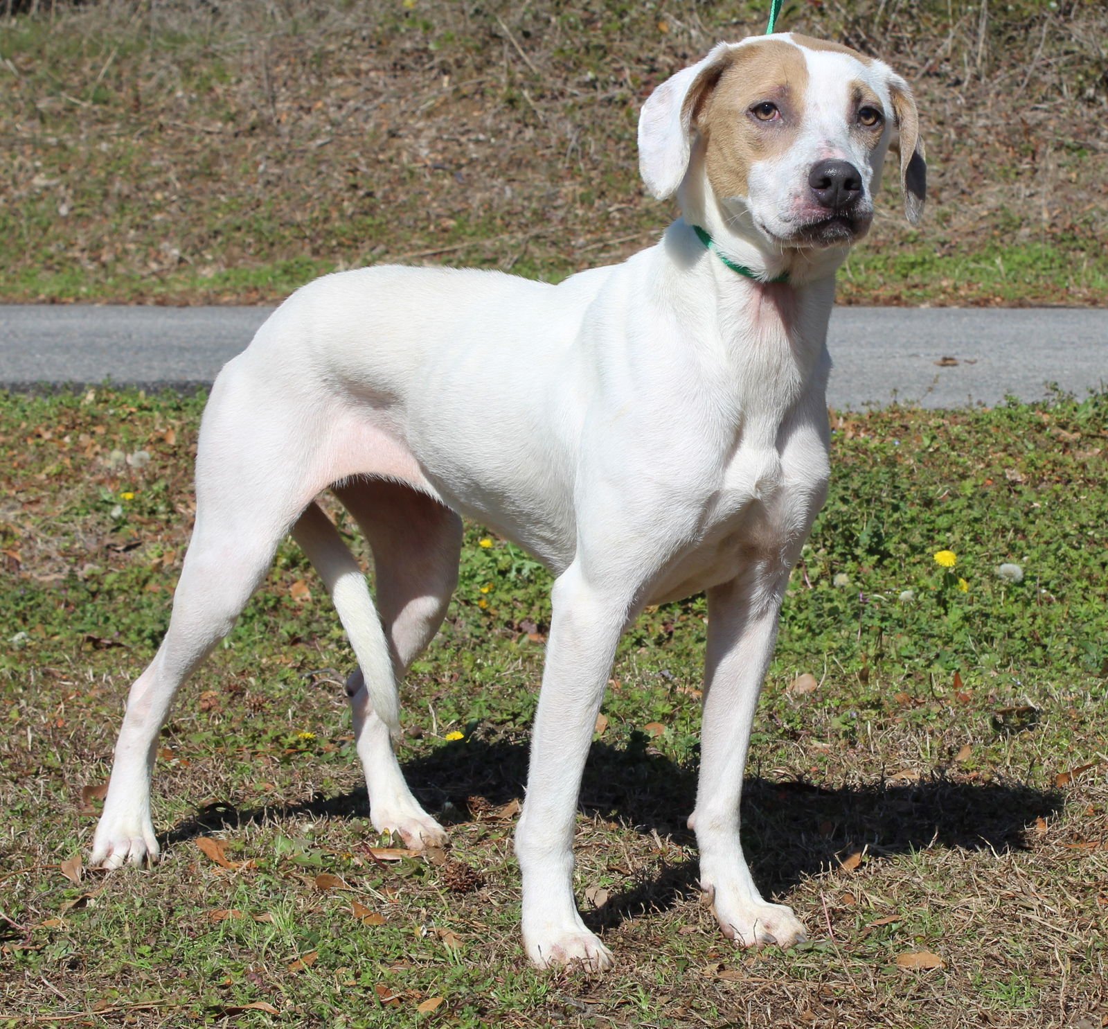 MILLIE 43026 - Labrador Retriever / Hound available for adoption
