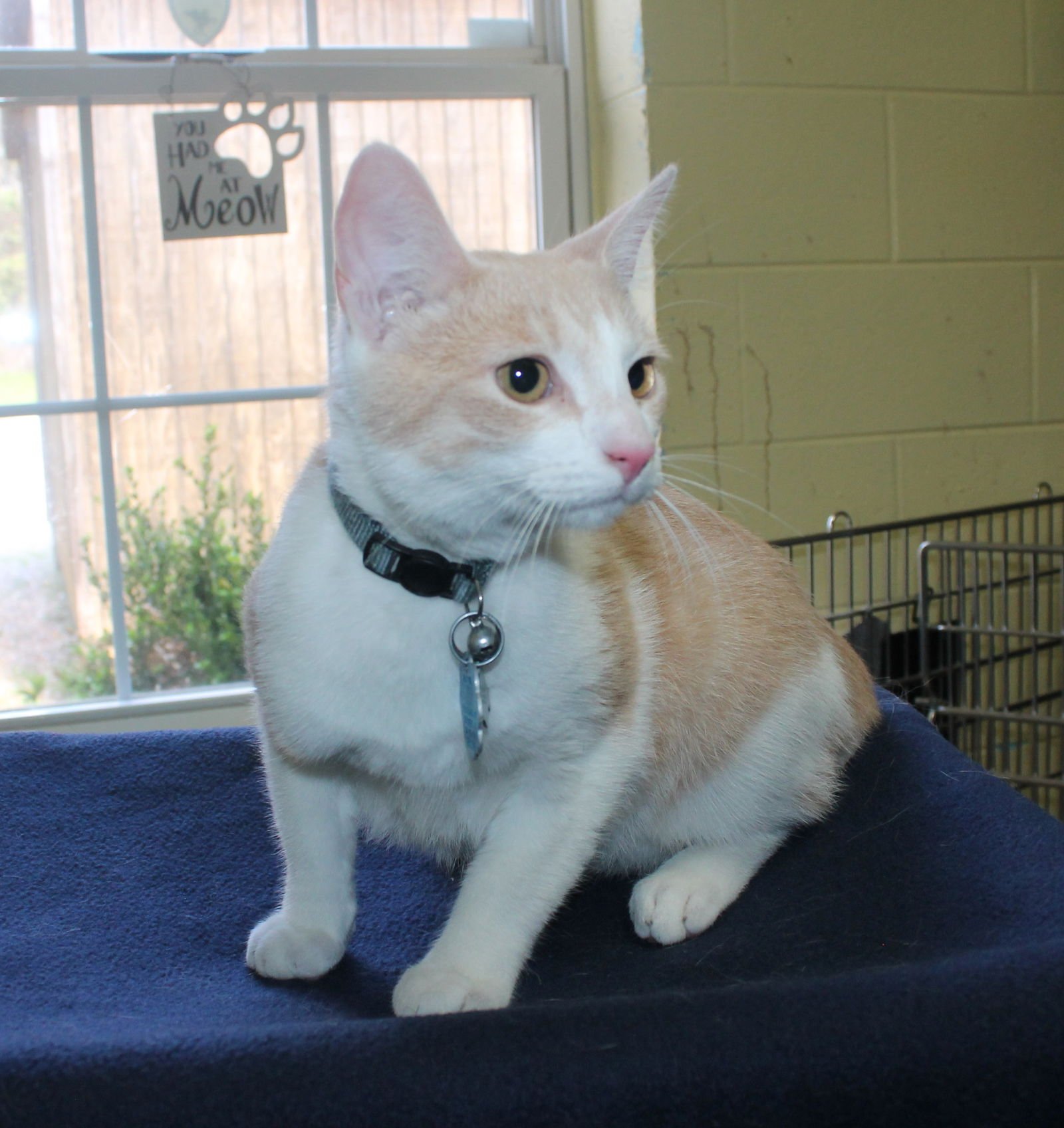 FLETCHER - 43283 - Domestic Short Hair / Tabby available for adoption