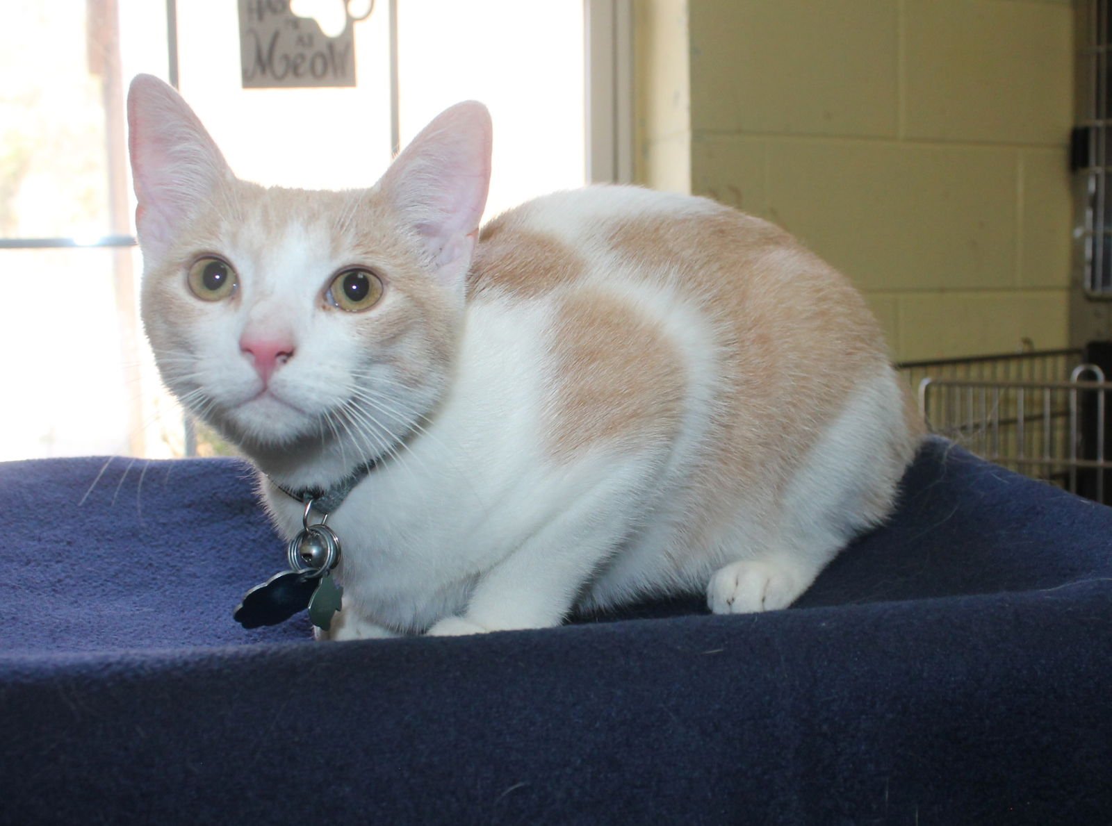 FLETCHER - 43283 - Domestic Short Hair / Tabby available for adoption