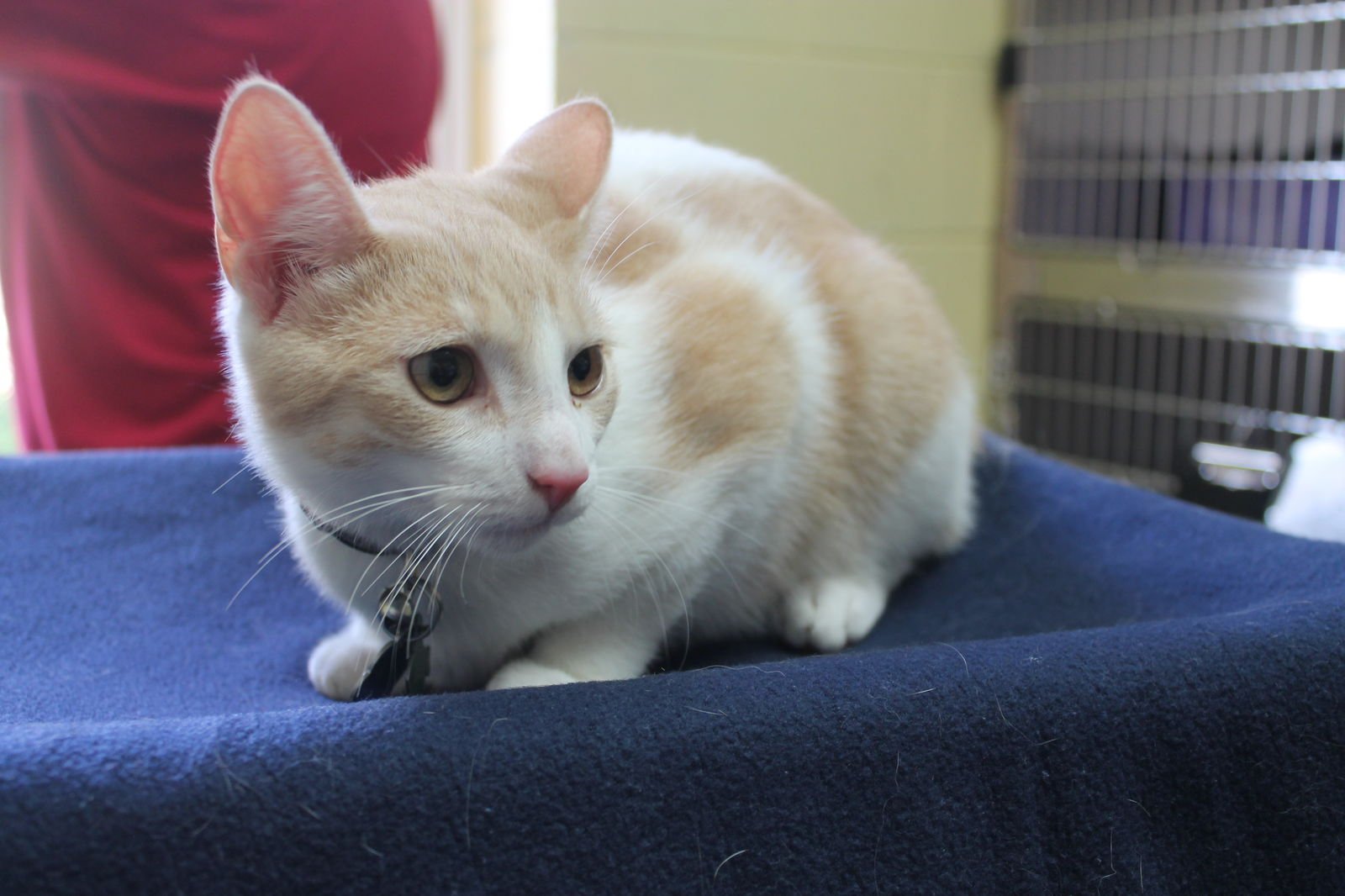 Fletcher - 43283 - Photo 3